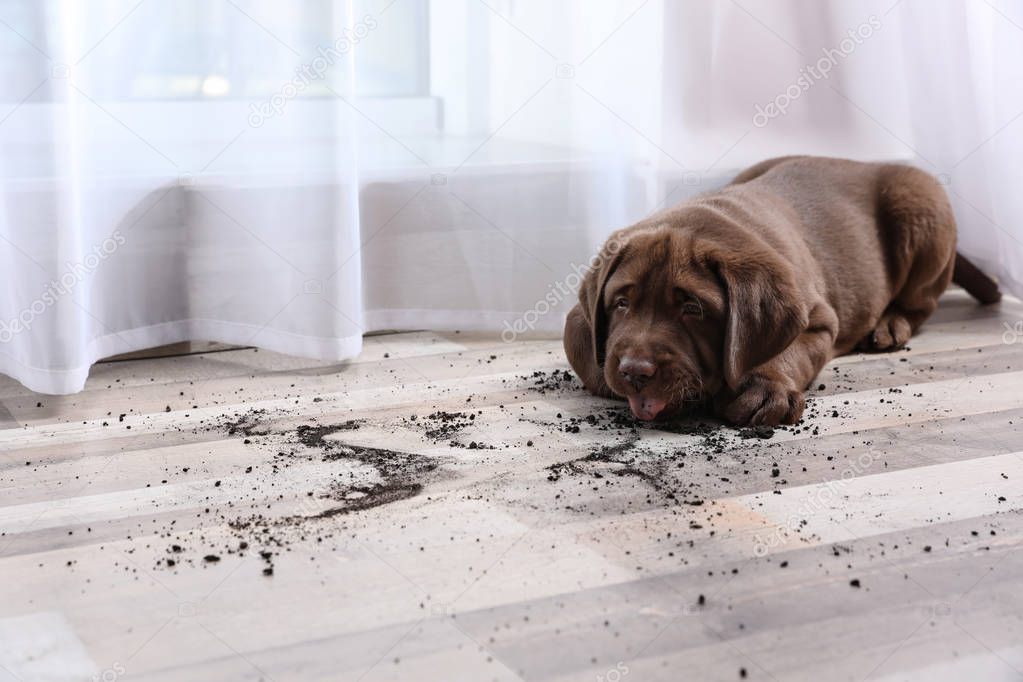 Chocolate Labrador Retriever puppy and dirty spots on floor indoors