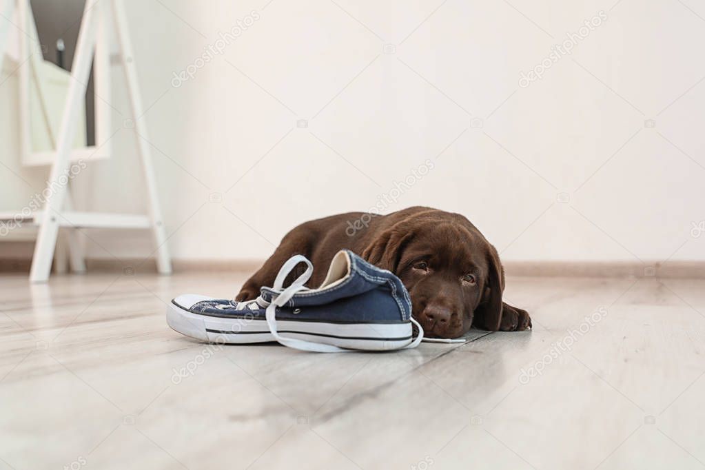 Chocolate Labrador Retriever puppy playing with sneaker on floor indoors