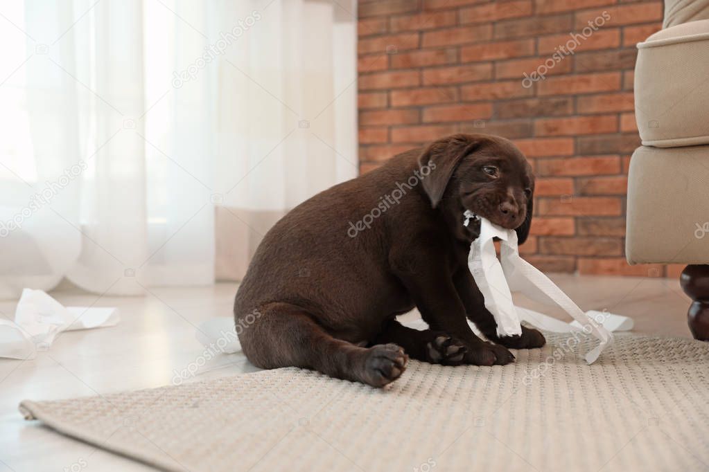 Cute chocolate Labrador Retriever puppy with torn paper indoors