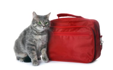 İlk yardım çantası ve beyaz arka plan üzerinde şirin kedi. Hayvan bakımı
