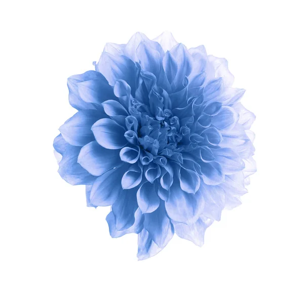 Όμορφη Μπλε Ντάλια Λουλούδι Λευκό Φόντο — Φωτογραφία Αρχείου