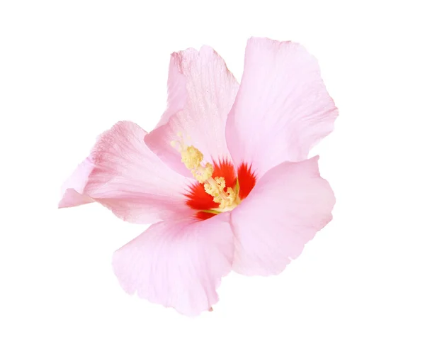 白い背景の上の美しいトロピカル ピンク ハイビスカスの花 — ストック写真
