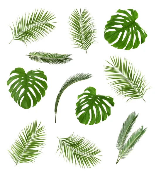 Набор Свежих Зеленых Тропических Листьев Белом Фоне — стоковое фото