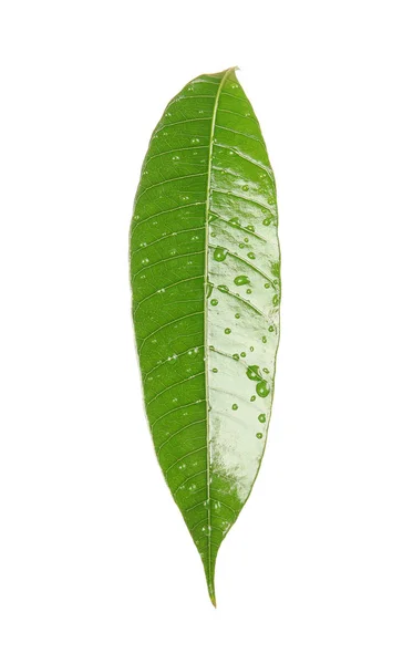 Listové Zelené Mango Čůrky Bílém Pozadí — Stock fotografie