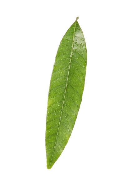 Hoja Mango Verde Con Gotas Agua Sobre Fondo Blanco —  Fotos de Stock