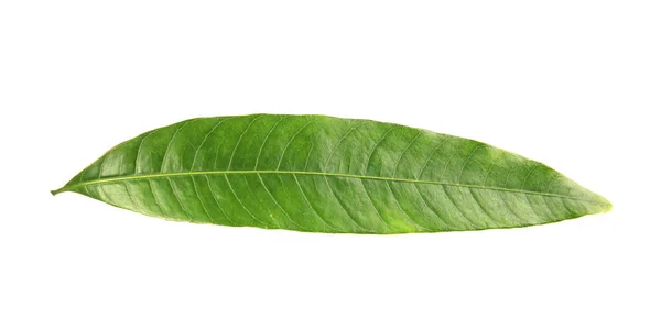 Frisches Grünes Mangoblatt Auf Weißem Hintergrund — Stockfoto