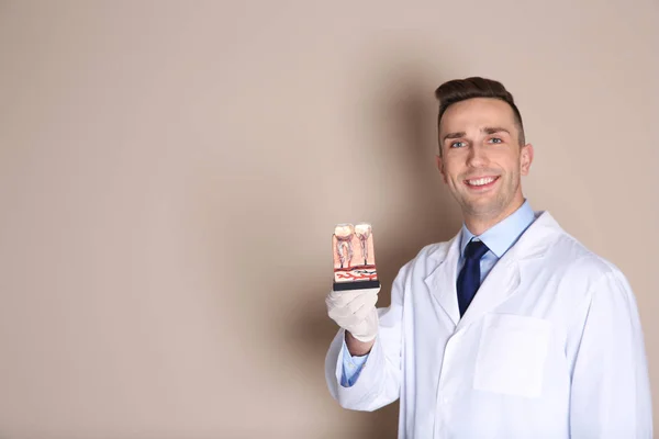 男性歯科医は 歯のモデル色の背景上に保持しています テキストのためのスペース — ストック写真