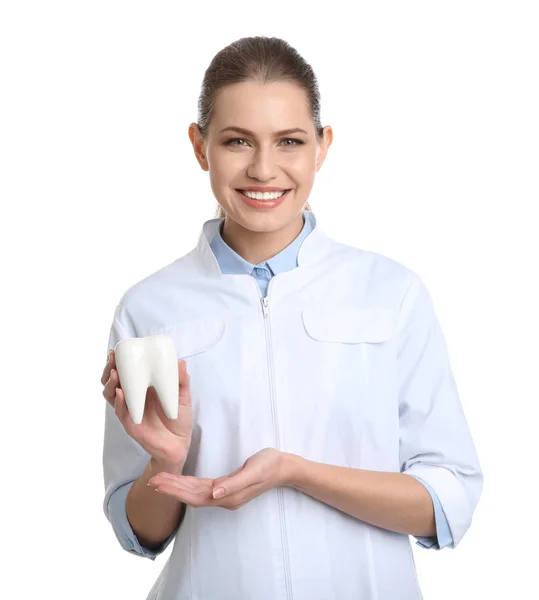 Female Dentist Holding Tooth Model White Background — Stock Photo, Image