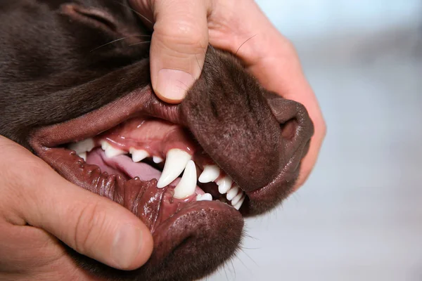 男はチェック犬の歯 屋内でクローズ アップ ペットの世話 — ストック写真