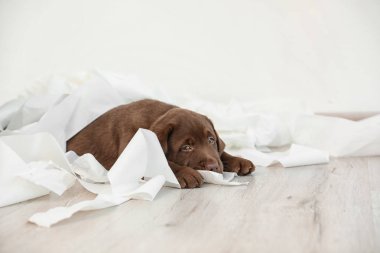 Katta kapalı yırtık kağıt ile şirin çikolata Labrador Retriever köpek. Metin için yer