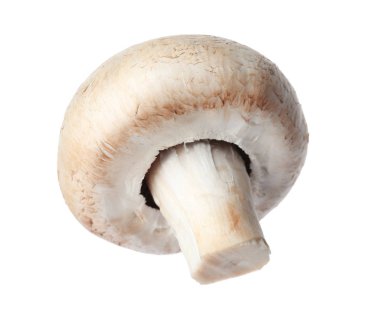 Taze champignon mantar beyaz izole. Sağlıklı gıda