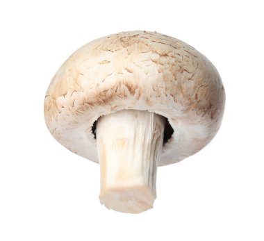 Taze champignon mantar beyaz izole. Sağlıklı gıda