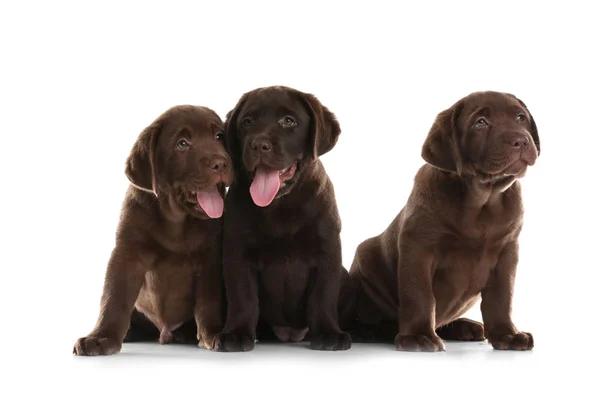 Choklad Labrador Retriever Valpar Vit Bakgrund — Stockfoto