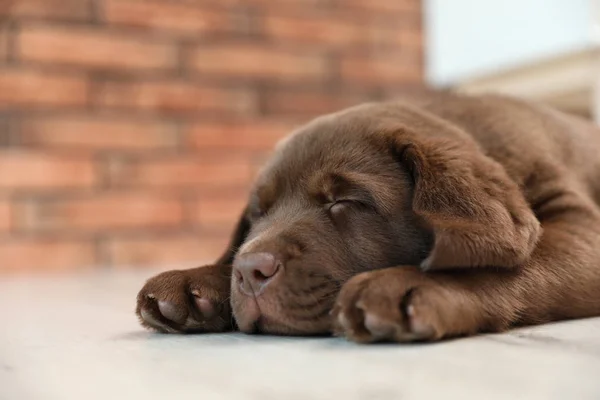 Kapalı Katta Uyuyan Çikolata Labrador Retriever Köpek Yavrusu — Stok fotoğraf