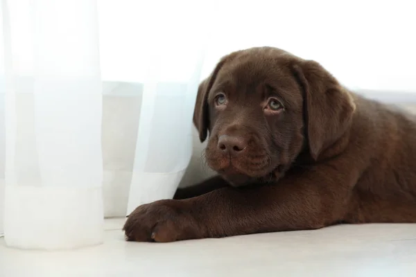 Czekoladowy Labrador Retriever Szczeniak Podłodze Pobliżu Okna Pomieszczeniu Miejsca Tekst — Zdjęcie stockowe