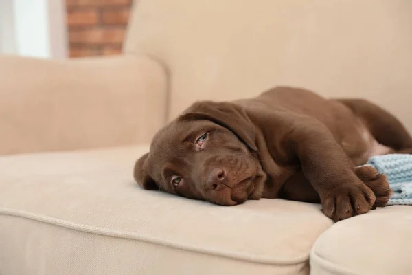 室内のソファーに毛布でチョコレートのラブラドールレトリバーの子犬 — ストック写真