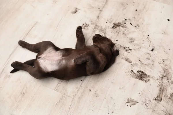 Chocolate Labrador Retriever puppy and dirty paw prints on floor indoors