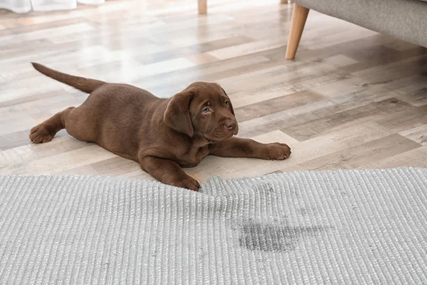 Chocolate Labrador Retriever Puppy Dan Tempat Basah Karpet Dalam Ruangan — Stok Foto