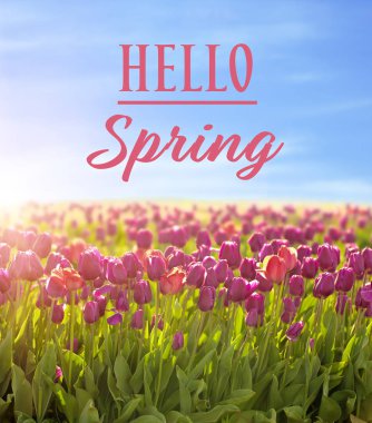 Metin Merhaba bahar ve tarlada güzel çiçek çiçekler