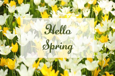 Metin Merhaba bahar ve güzel çiçek çiçekler 