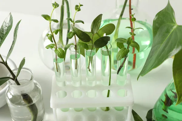Laboratoriumglaswerk Met Planten Een Witte Achtergrond Close Chemie Concept — Stockfoto