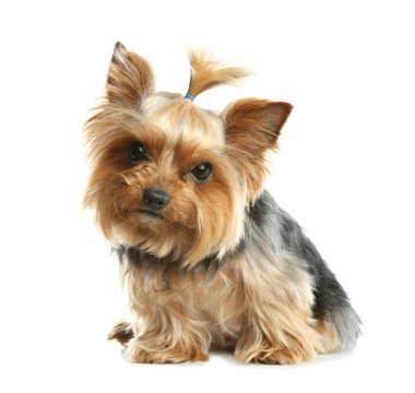 Yorkshire terrier üzerinde beyaz izole. Mutlu köpek