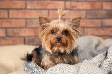 Yorkshire terrier duvara karşı evde beslenen hayvan yatak üzerinde. Mutlu köpek