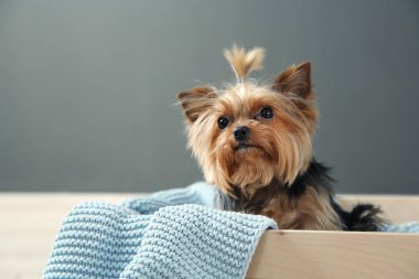 Yorkshire terrier gri duvara, metin için yer ahşap sandık içinde. Mutlu köpek