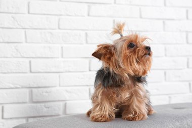 Yorkshire terrier tuğla duvar, metin için yer karşı bankta. Mutlu köpek