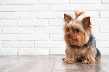 Yorkshire terrier üzerinde kat tuğla duvarın, metin için yer. Mutlu köpek
