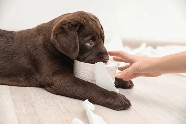 Cute chocolate Labrador Retriever puppy with torn paper and owner indoors
