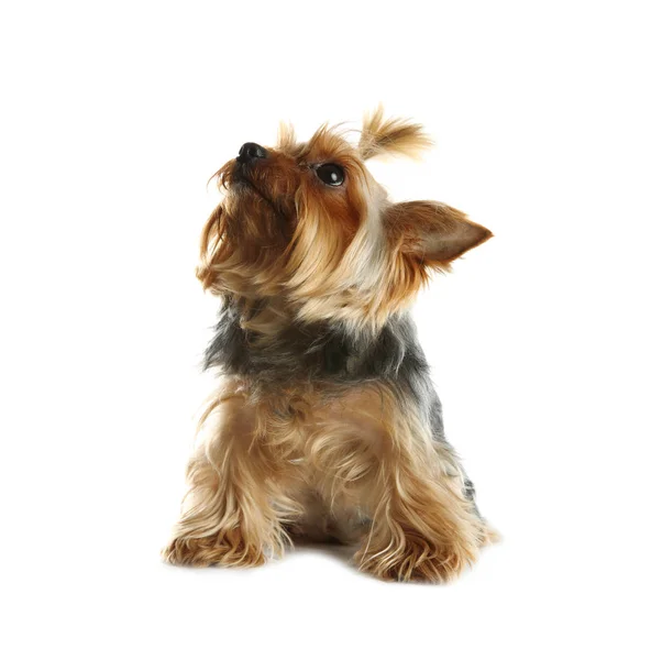 Yorkshire Terrier Aislado Blanco Perro Feliz — Foto de Stock