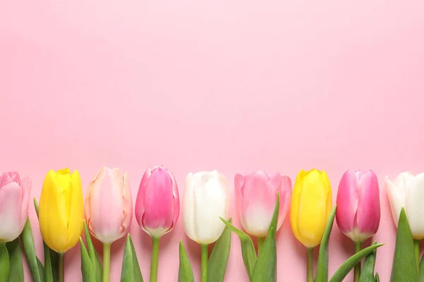 Flat Lay Composition Beautiful Spring Tulips Color Background Space Text — Stock Photo, Image