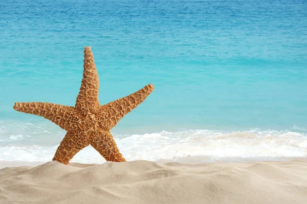 Beautiful View Ocean Sand Beach Starfish Sunny Day — Stock Photo, Image