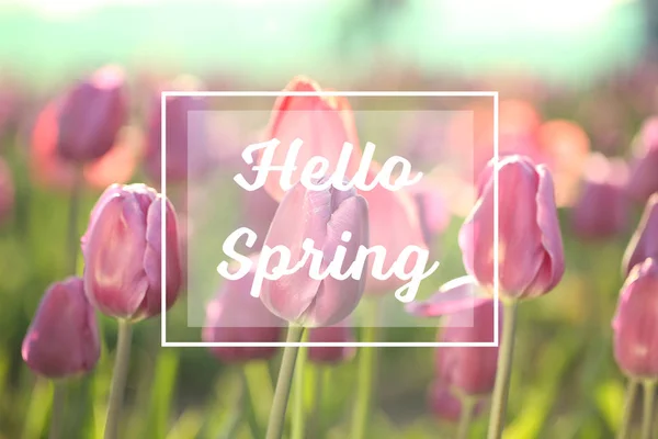 Текст Привіт Весна Красиві Квіти Полі — стокове фото