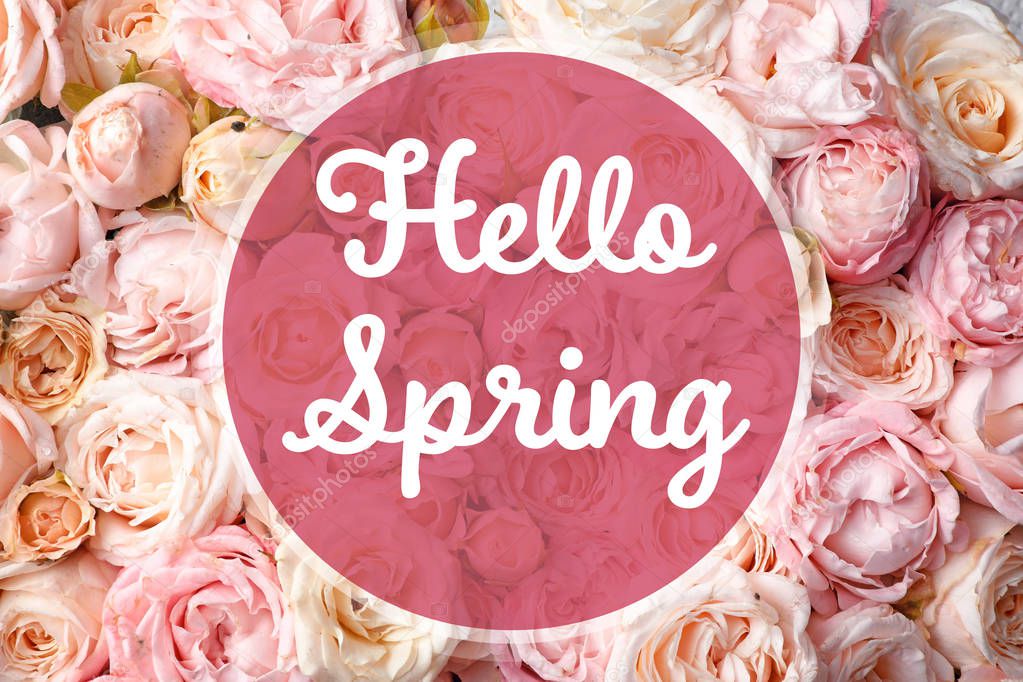 Text Hello Spring and many beautiful roses on background, top view 