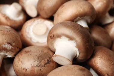 Arka plan olarak taze champignon mantar. Sağlıklı gıda