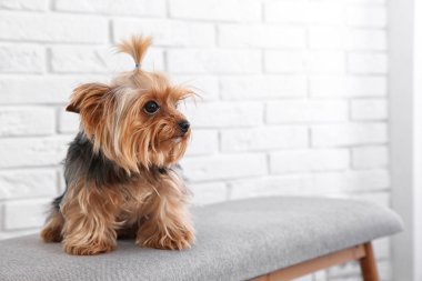 Yorkshire terrier tuğla duvar, metin için yer karşı bankta. Mutlu köpek