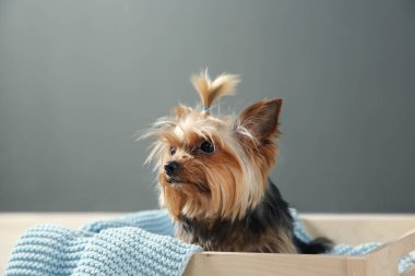 Yorkshire terrier gri duvara, metin için yer ahşap sandık içinde. Mutlu köpek