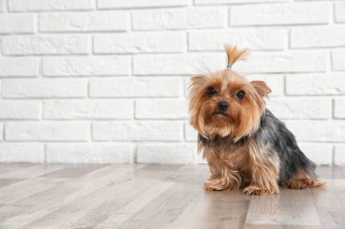 Yorkshire terrier üzerinde kat tuğla duvarın, metin için yer. Mutlu köpek