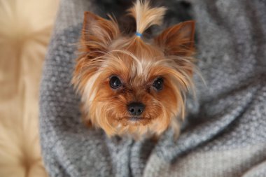 Evde beslenen hayvan yatak, üstten görünüm üzerinde sıcak ekose Yorkshire terrier