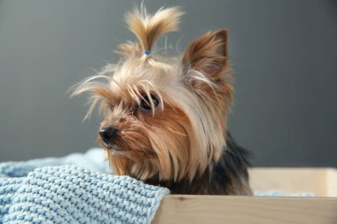 Yorkshire terrier gri arka plan üzerinde ahşap sandık içinde. Mutlu köpek