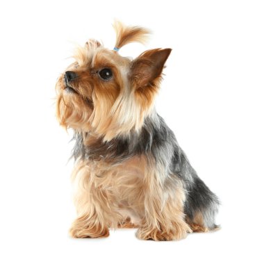 Yorkshire terrier üzerinde beyaz izole. Mutlu köpek