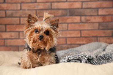Yorkshire terrier tuğla duvar, metin için yer karşı evde beslenen hayvan yatak üzerinde. Mutlu köpek