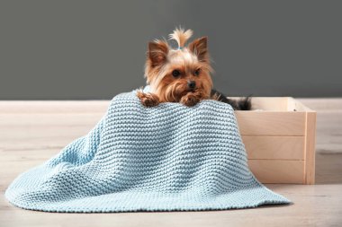 Yorkshire terrier gri duvara ahşap sandık içinde. Mutlu köpek