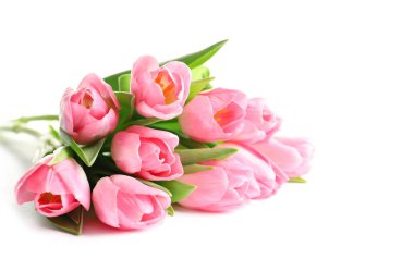 Beyaz arka plan üzerinde güzel bahar lale. Dünya Kadınlar günü