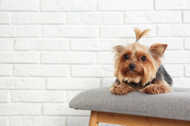 Yorkshire terrier tuğla duvar, metin için yer karşı bankta. Mutlu köpek