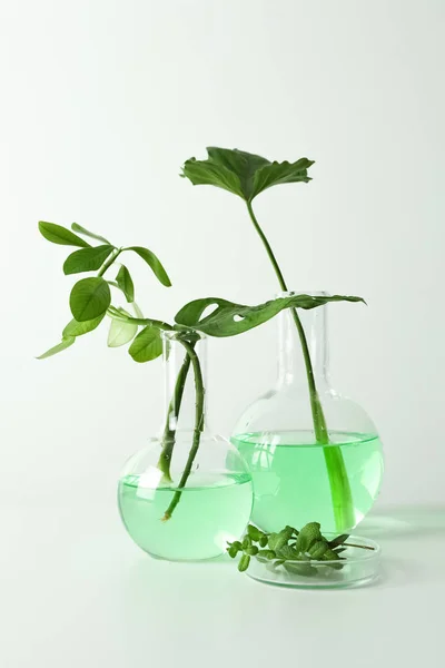 Laboratory glassware with plants on white background. Chemistry concept