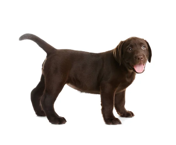 Chocolate Labrador Retriever Puppy White Background — Stock Photo, Image