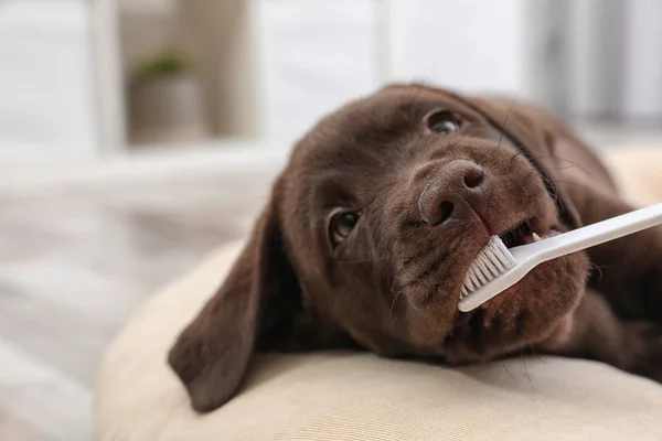 Cute Labrador Retriever Toothbrush Indoors Pet Care — Stock Photo, Image